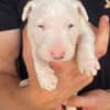 Standard bull terrier puppies photo 1