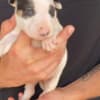 Standard bull terrier puppies photo 2