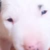Standard bull terrier puppies photo 5