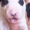 Standard bull terrier puppies photo 6