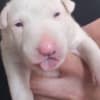 Standard bull terrier puppies photo 8