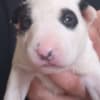 Standard bull terrier puppies photo 9