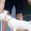 Standard bull terrier puppies photo 10