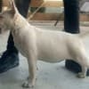 Standard bull terrier puppies photo 11