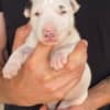 Standard bull terrier puppies photo 12