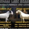 Standard bull terrier puppies photo 13