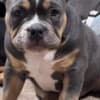American Bully pocket puppies photo 1