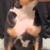 American Bully pocket puppies photo 2