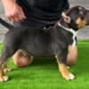 American Bully pocket puppies photo 3