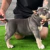American Bully pocket puppies photo 6