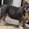 American Bully pocket puppies photo 8