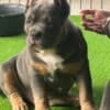 American Bully pocket puppies photo 9