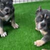 American Bully pocket puppies photo 11