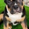 American Bully pocket puppies photo 12