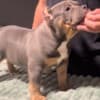 American Bully pocket puppies photo 13