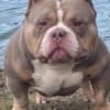 American Bully pocket puppies photo 14