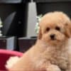 Miniature poodle puppies photo 1