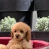 Miniature poodle puppies photo 2