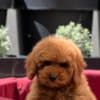 Miniature poodle puppies photo 3