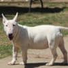 Miniature Bull Terrier puppies photo 1