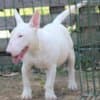 Miniature Bull Terrier puppies photo 2