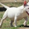 Miniature Bull Terrier puppies photo 3
