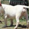 Miniature Bull Terrier puppies photo 4