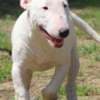 Miniature Bull Terrier puppies photo 5