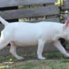 Miniature Bull Terrier puppies photo 6
