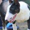 Miniature Bull Terrier puppies photo 8