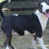 Miniature Bull Terrier puppies photo 9