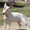 Miniature Bull Terrier puppies photo 10