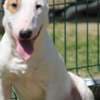 Miniature Bull Terrier puppies photo 11