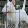 Miniature Bull Terrier puppies photo 12