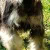 Miniature Schnauzer puppies photo 1