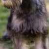 Miniature Schnauzer puppies photo 2