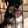 Miniature Schnauzer puppies photo 3