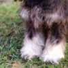 Miniature Schnauzer puppies photo 4