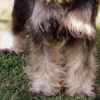 Miniature Schnauzer puppies photo 5