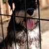 Miniature Schnauzer puppies photo 6