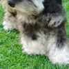 Miniature Schnauzer puppies photo 7