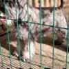 Miniature Schnauzer puppies photo 8