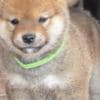 Shiba Inu  puppies photo 1
