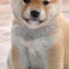 Shiba Inu  puppies photo 2