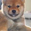 Shiba Inu  puppies photo 4
