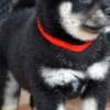 Shiba Inu  puppies photo 5
