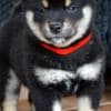 Shiba Inu  puppies photo 6