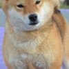 Shiba Inu  puppies photo 7