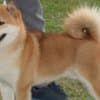 Shiba Inu  puppies photo 8