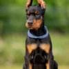 Doberman puppies photo 1